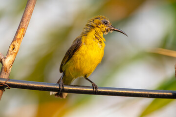 The olive-backed sunbird (Cinnyris jugularis ), also known as the yellow-bellied sunbird, is a species of sunbird found from Southern Asia to Australia.
