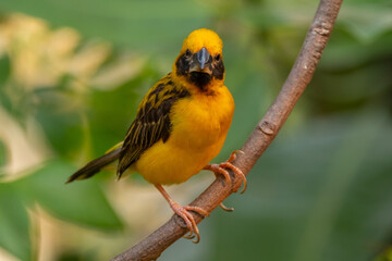 The Asian golden weaver (Ploceus hypoxanthus) is a species of bird in the family Ploceidae