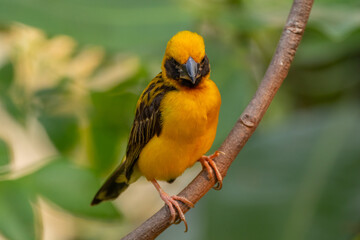 The Asian golden weaver (Ploceus hypoxanthus) is a species of bird in the family Ploceidae