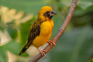 The Asian golden weaver (Ploceus hypoxanthus) is a species of bird in the family Ploceidae