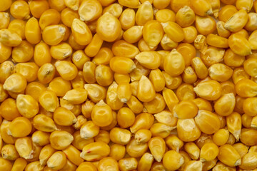 Close-Up of Yellow Corn Kernels for Harvest and Agriculture
