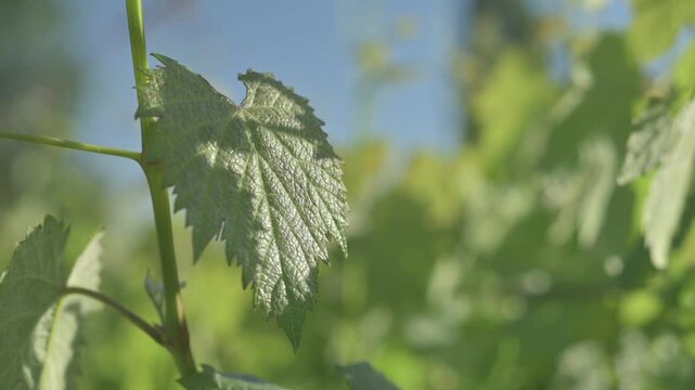 Primer plano de Hoja verde de vid con cielo de fondo	

