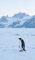 Fototapeta premium Emperor penguin standing on ice with snowy mountains in the background 