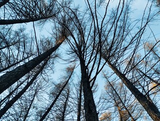 Obraz premium trees and sky