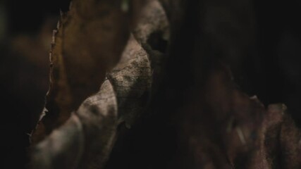 Macro shot of curled dried leaves in dark forest in autumn - Powered by Adobe