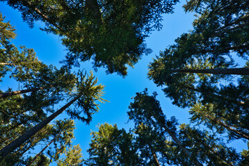 The pine trees stretch toward the sky. The sky through the crown of the pines. View from below.