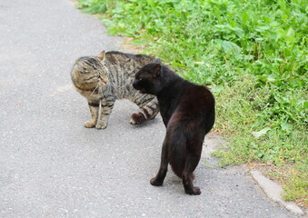 A gray cat and a black cat are talking on the asphalt near the lawn