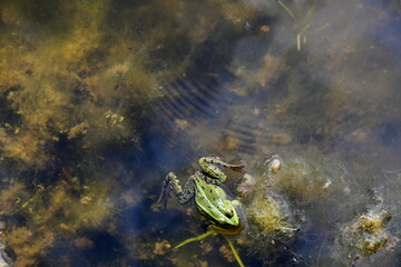 A close up on several green and black frogs swimming in a small pond covered with moss, looking for food and enjoying summer sun next to a mud covered coast seen in Poland during a hike
