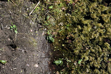 A close up on several green and black frogs swimming in a small pond covered with moss, looking for food and enjoying summer sun next to a mud covered coast seen in Poland during a hike