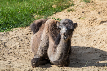 camel in the desert