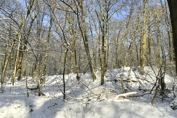 La végétation de la forêt de Soignes sous la neige à Auderghem (Bruxelles) 