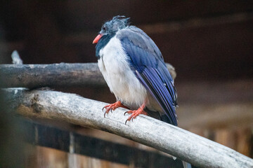 red billed hornbill