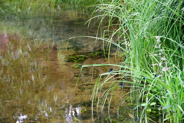 A close up on a small butterfly, wasp, or dragonfly sitting on a blade of grass or on reeds located next to a pond, river or lake that is shallow and has a sandy bottom covered with moss