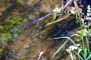 A close up on a small butterfly, wasp, or dragonfly sitting on a blade of grass or on reeds located next to a pond, river or lake that is shallow and has a sandy bottom covered with moss
