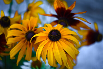 Yellow flowers in a green garden. Rudbeckia hirta.