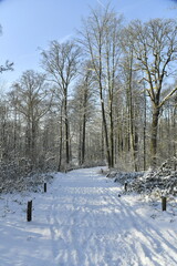 Fototapeta premium Chemin ombragé sous la neige à Auderghem (Bruxelles )