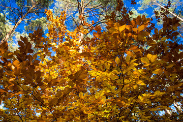 yellow autumn leaves
