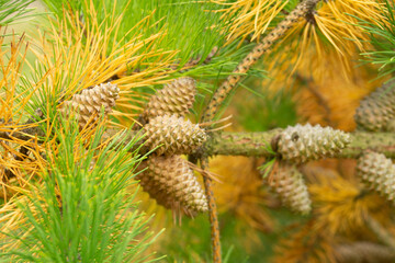 Fototapeta premium Pinus rigida cones in autumn, close-up.