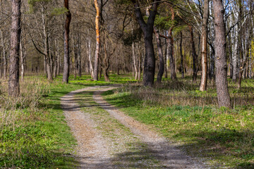A winding dirt path leads through a serene forest with tall trees and lush greenery. The sunlight filters through the branches, creating a peaceful and inviting natural scene.