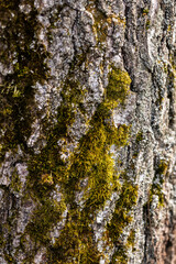 Close-up of a tree bark with rich textures and layers, showcasing natural decay and organic patterns. Sunlight highlights the intricate details of the weathered wood surface.