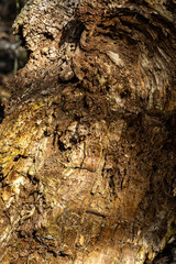 Close-up of a tree bark with rich textures and layers, showcasing natural decay and organic patterns. Sunlight highlights the intricate details of the weathered wood surface.