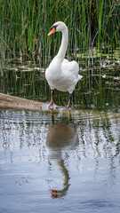 Mirror Swan