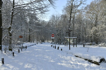 Route ombragée sous la neige en forêt de Soignes à Woluwe-Saint Pierre (Bruxelles)