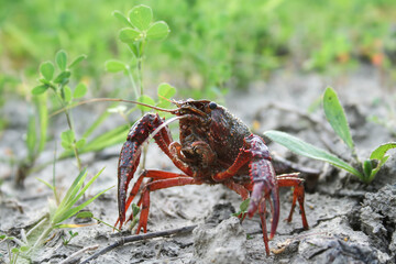 Red swamp crayfish in its natural habitat surrounded by green vegetation. This invasive species, scientifically known as Procambarus clarkii, highlights biodiversity and environmental challenges.