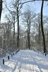 L'une des routes pour la promenade en pleine nature sous la neige en forêt de Soignes à...