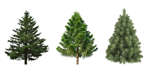 Realistic spruce tree collection isolated on white background. 3d evergreen trees 