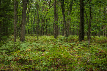 Fern Overgrowth