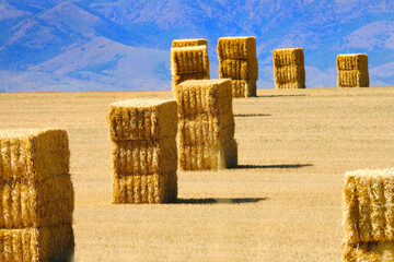 Large Haybales Hay Bales Stacks in Golden Field Harvest