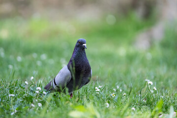 A pigeon standing in a grassy field with small white flowers. Close-up of a pigeon in nature, surrounded by green grass and soft natural light.