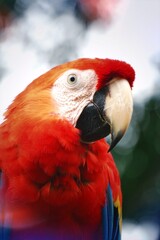 Obraz premium red and yellow macaw