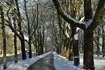 La piste cyclable dégagée de la neige à l'avenue de Tervuren à Woluwe-St-Pierre (Bruxelles) 