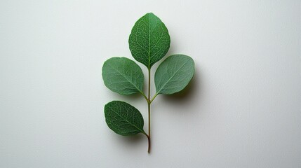 A close-up of a green leaf branch on a light background, showcasing natural beauty.
