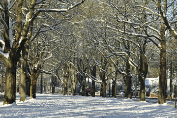 Les branches des vieux marronniers sous la neige à l'avenue de Tervuren à Woluwe-St-Pierre...