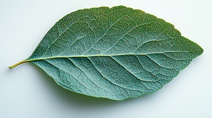 A close-up of a green leaf showcasing its intricate vein structure and texture.