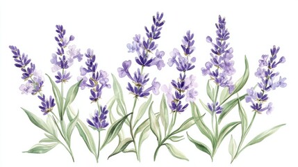 Naklejka premium Soft lavender flowers on a white background, generative ai