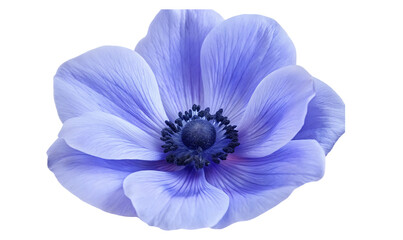 Naklejka premium blue purple anemone flower isolated on white background.AI GENERATED