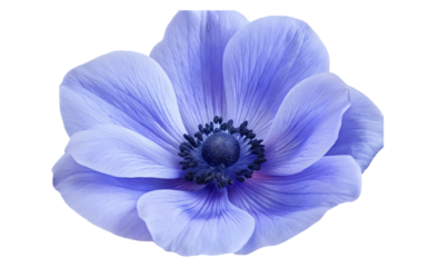 blue purple anemone flower isolated on white background.AI GENERATED