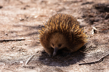 Very cute portrait picture of an echidna in the wild. Beautiful wildlife moment captured in Tasmania island. Endemic species of Australia, very shy small mammal on land. Cute little beak and spikes. 
