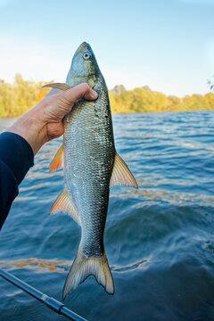 Asp fish (Aspius aspius) in fisherman's hand