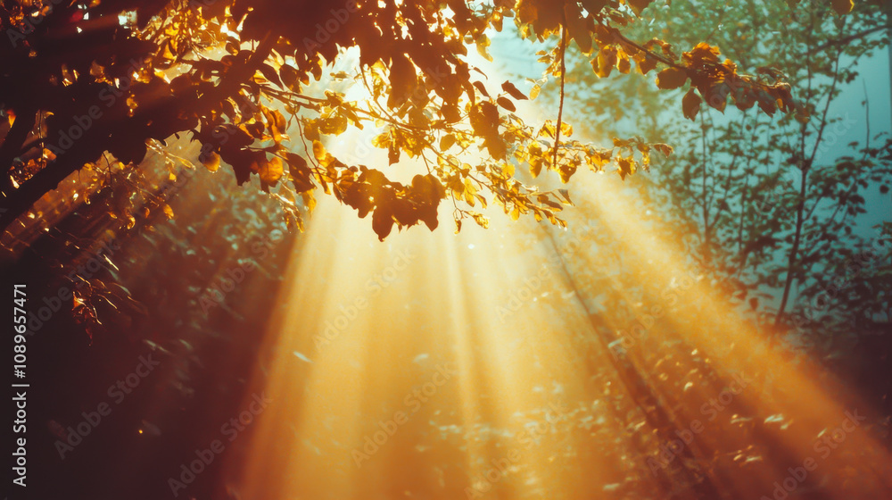 Poster sunlight filters through tree leaves, creating a warm and serene atmosphere in a tranquil forest dur