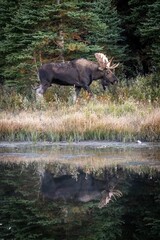 Moose in a field at Grand Teton National Park