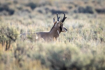 Pronghorn in a field in Grand Teton National Park