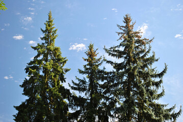 View of Fir Trees from Below against Blue Sky 