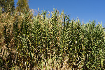 Palm trees in the valley