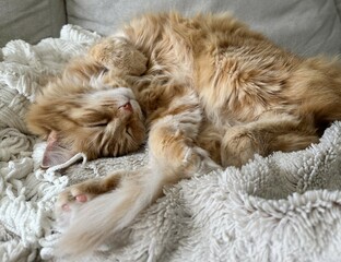 orange cat napping 