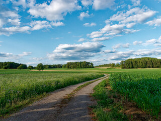 Ein malerischer Feldweg im Sommer